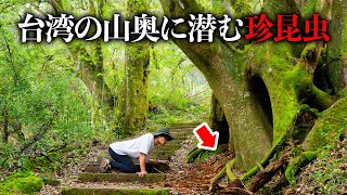台湾で2時間の山登りの先にいる【あのクワガタ】を探せ