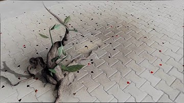 Growing plant- Blender 2.8  EEVEE render - Motion tracking test with phone