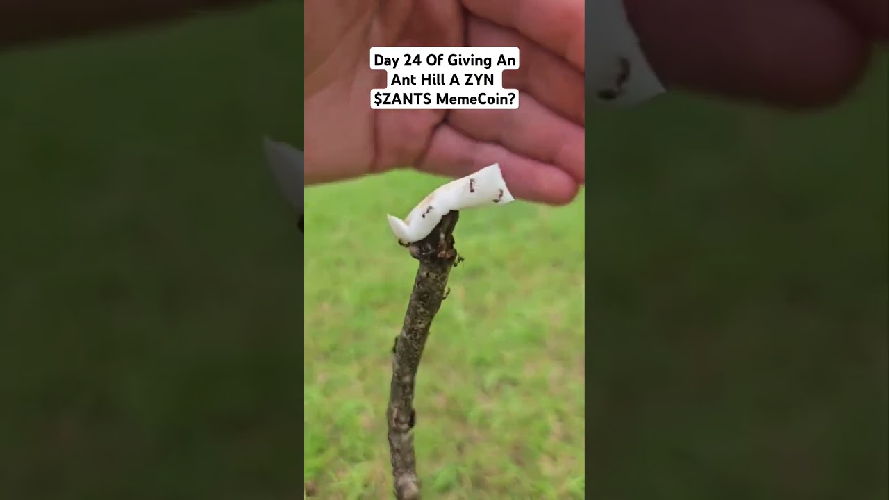 Day 24 Of Giving An Ant Hill A ZYN 