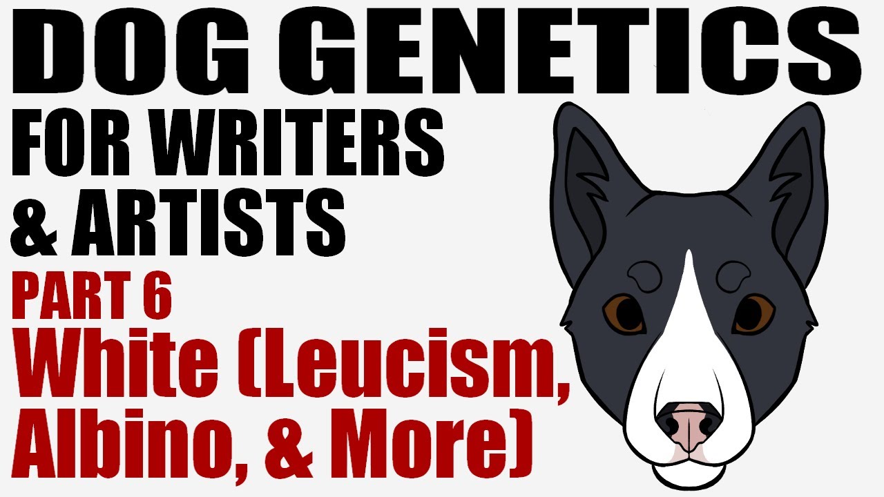 Dog Genetics for Writers & Artists part 6: White [CC]