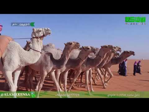 مسيرة النايفات للمالك محمد بن نايف بن وليد بن شويه