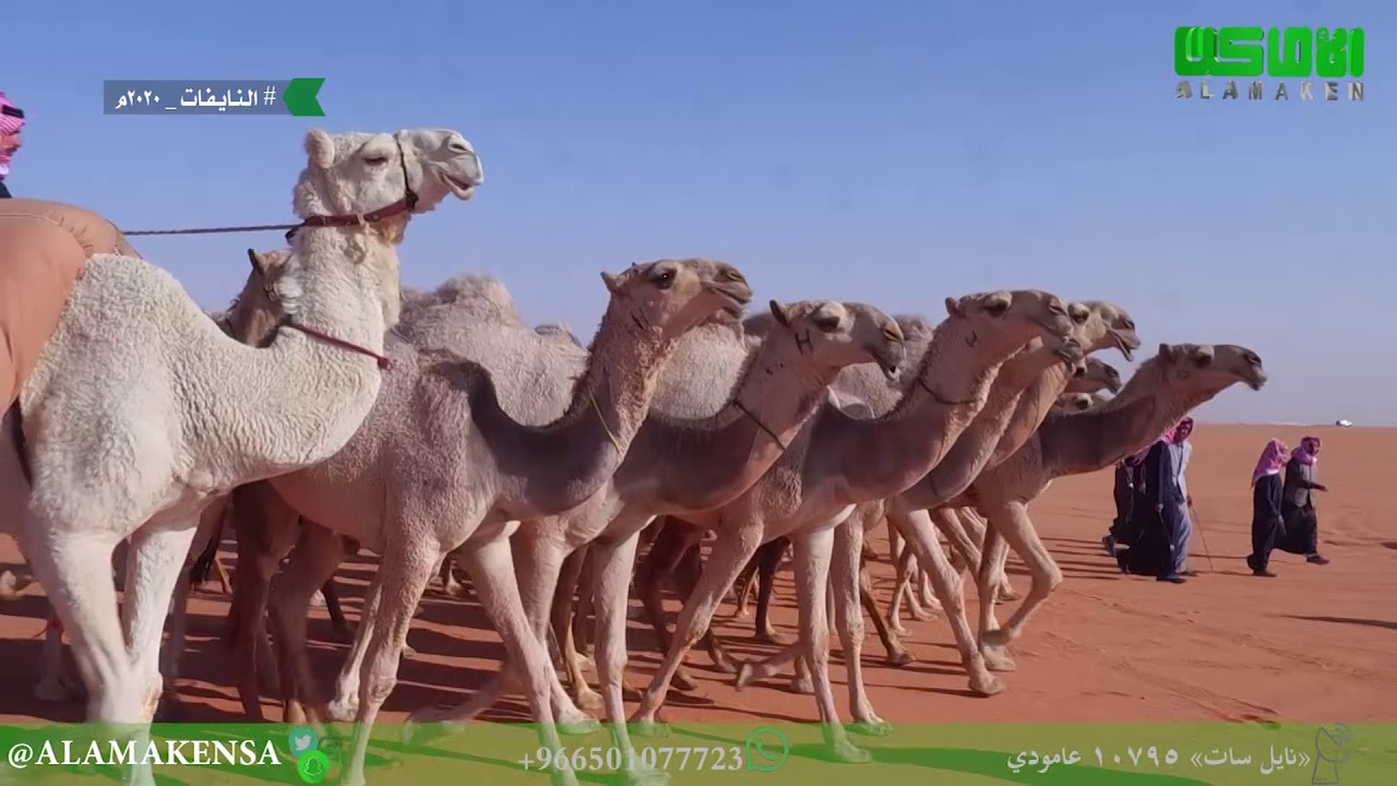 مسيرة النايفات للمالك محمد بن نايف بن وليد بن شويه