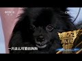 [挑战不可能(第一季)] 总决赛：狐狸犬现场催眠15位观众 挑战前培训过程全揭秘