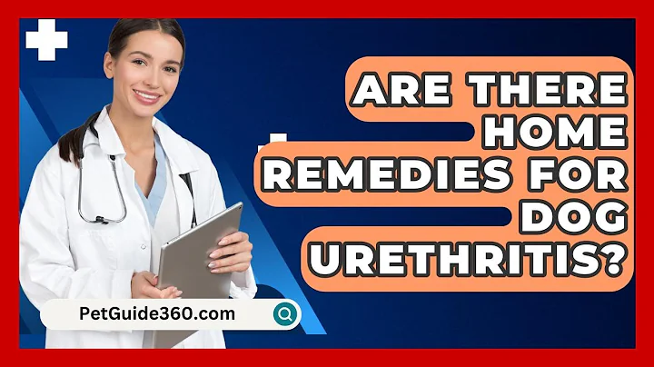Are There Home Remedies For Dog Urethritis? - PetGuide360.com