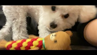 もうこれ以上は勘弁してくれ、、、犬に身を削られる飼い主