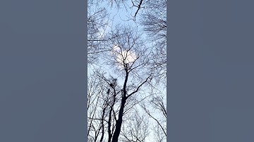 HAWK VS SQUIRREL | squirrel jumps for his life
