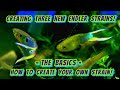 How To Make Your Own Unique Guppy Strain! 3 of My Newest, Vivid Strains & How I Created Each One!