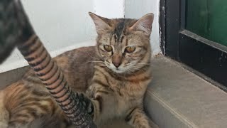 Cats & Kittens Are 844 & 753 & 679 & 596 & 495 & 478 & 430 & 354 & 239 & 201 & 101 & 261 &195 &93&59