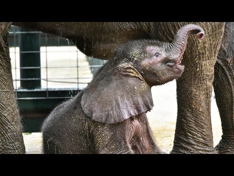 Videó: Hogyan készítsünk egy epikus barkácsmacska kastélyt a karton dobozokból