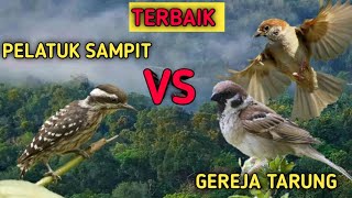 MASTERAN PELATUK SAMPIT VS GEREJA TARUNG | PELATUK BERAS VS GEREJA TARUNG