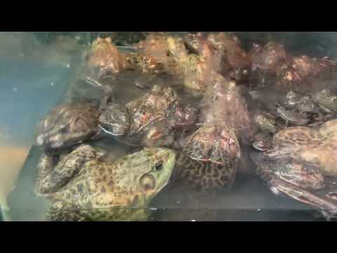 عن كبدة الخنزير ورجول الفراخ والضفادع والحولدن فيش واشياء من هذا القبيل