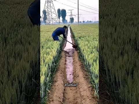 الزراعة في الصين