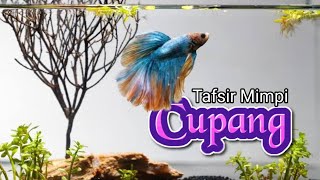 Tafsir Mimpi Tentang Ikan Cupang Hias