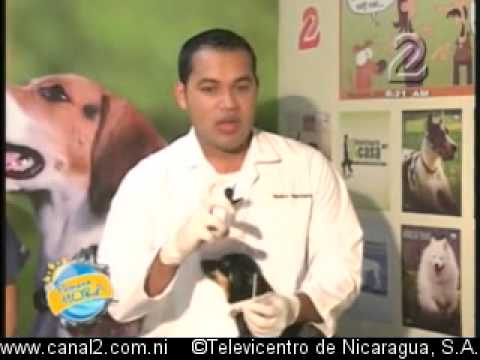 Inseminacion artificial en caninos - YouTube