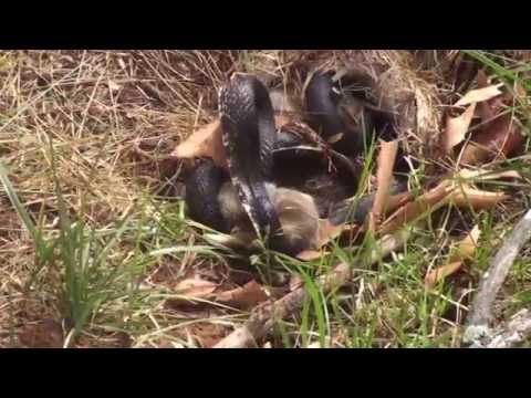 أرنب مقابل ثعبان. الأرنب الأم ينقذ الأطفال - الفيديو الأصلي
