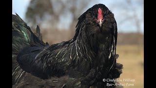 Famous HEN or a ROOSTER? How to tell! Easter Egger / Ameraucana Cockerel Net Worth