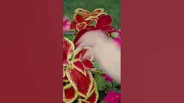 With Playtron, you can turn any plant into a musical instrument! Video by Jason Watson #playtronca