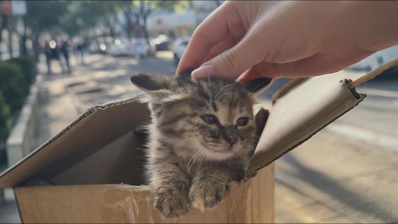 Моя кошка нашла слабого, бродячего котенка, который скрывался в кустах. Она меня удивит скоро.