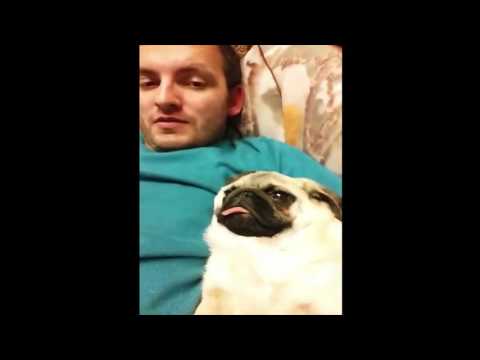 funny-noises-pugs-make