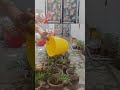 how to grow from marigold cutting 🌼#garden #like #subscribe