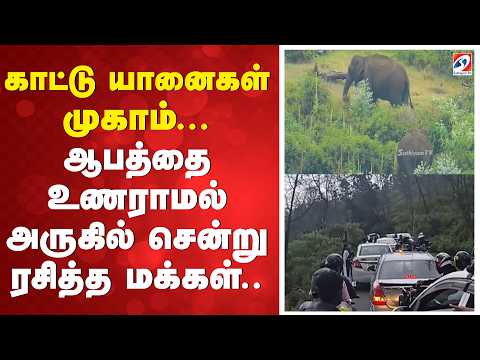 காட்டு யானைகள் முகாம்... ஆபத்தை உணராமல் அருகில் சென்று ரசித்த மக்கள்..