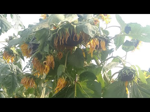 Nigute Igihwagari Gikora Murukundo Nawe Wabyikorera Sobanucyirwa