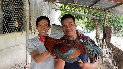 Đi Bắt Cá Ngát Dính Luôn Con Gà Cựa Kho Nước Dừa | Cù Lao Dung Vlogs #312