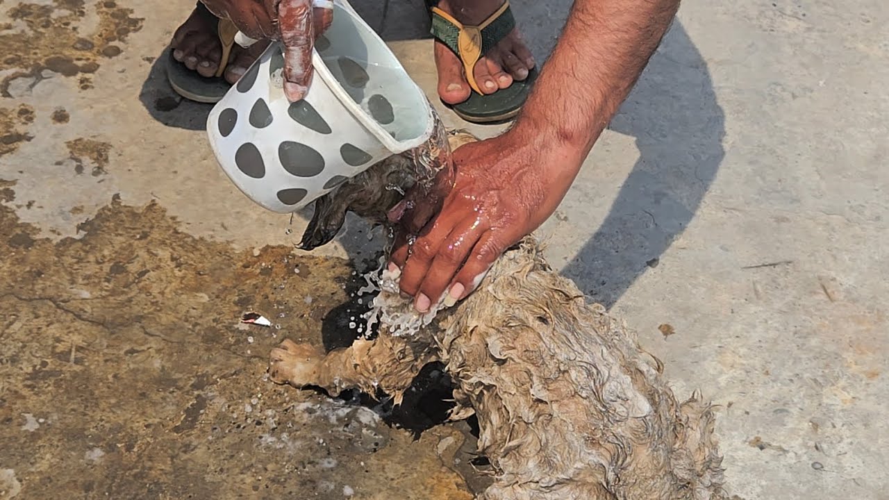 Bejubano ke saath humdardi rakhiye, ye bina lafzon ke ke duwayen dete hai....!subscribe or like. 🥰🥰