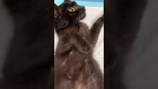 This poor cat has been abandoned by family because she’s fip positive. Her treatment is pending