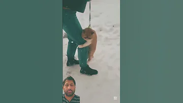 Cat Funny Funnycats Snowfall Viralshorts 