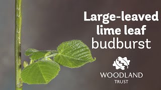 Large-leaved Lime leaf budding Timelapse | Woodland Trust