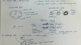 11_02_Neuroglia of the peripheral nervous system