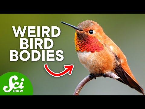 The Strange Anatomy of Hummingbirds