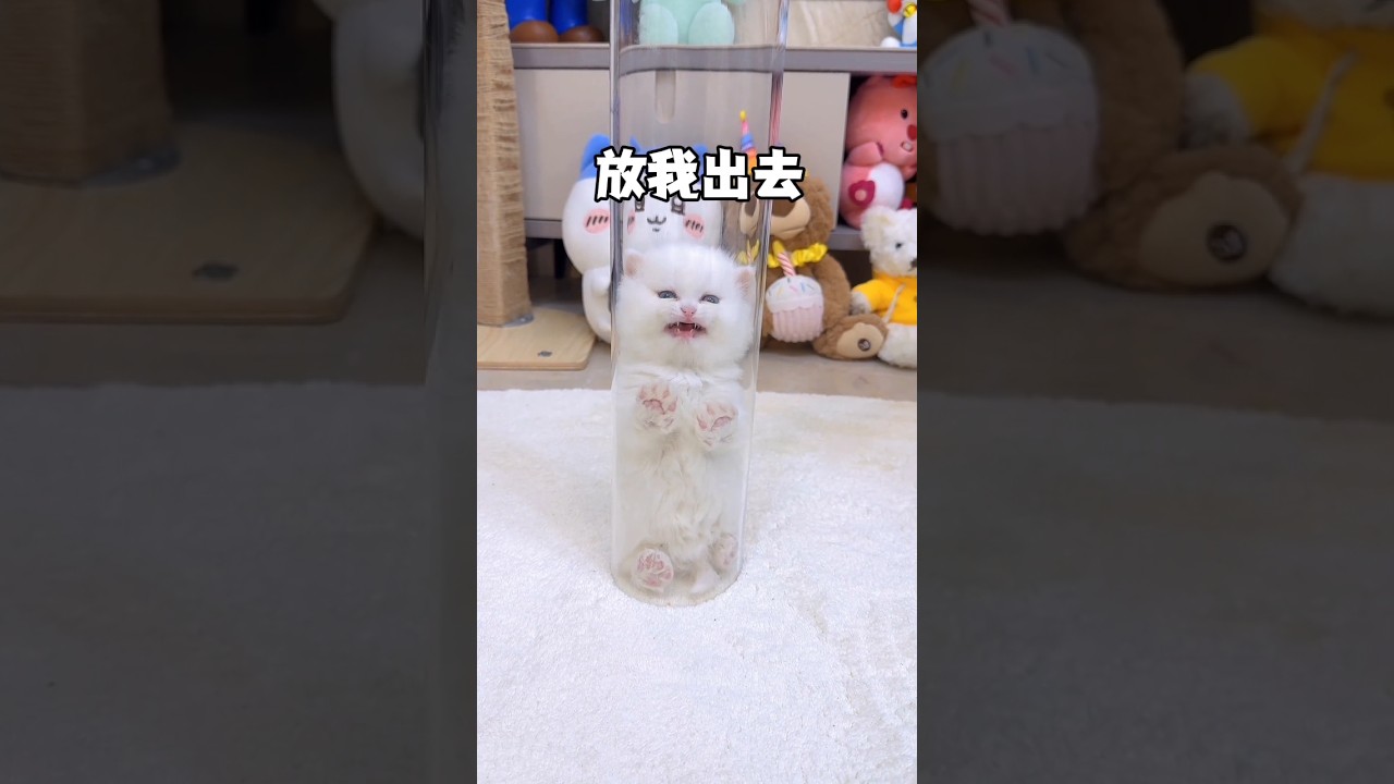 these little adorable kittens are so much cute 