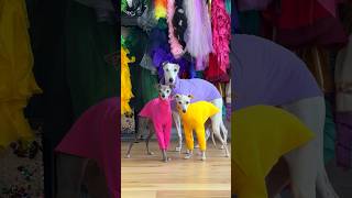 Tika Gives her Whippet Cousin a Makeover!