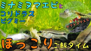 ミナミヌマエビとコリドラスピグミーの仲良しほっこりご飯タイム Youtube