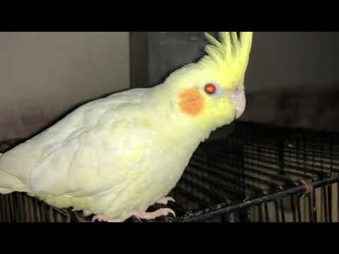 видео: Cockatiel parrot red eyes #viral #cockatiel #pets