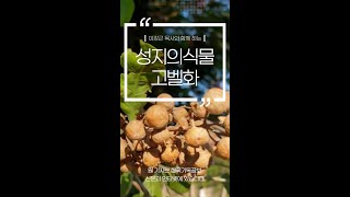 신앙자료실 · 2021.09.25 [아4:13] 고벨화 - 적갈색의 고벨화 - 1)사막장미(?) 2)헤나 - 흰색 헤나, 적갈색 헤나(Hanna) "네게서 나는 것은 석류나무와 각