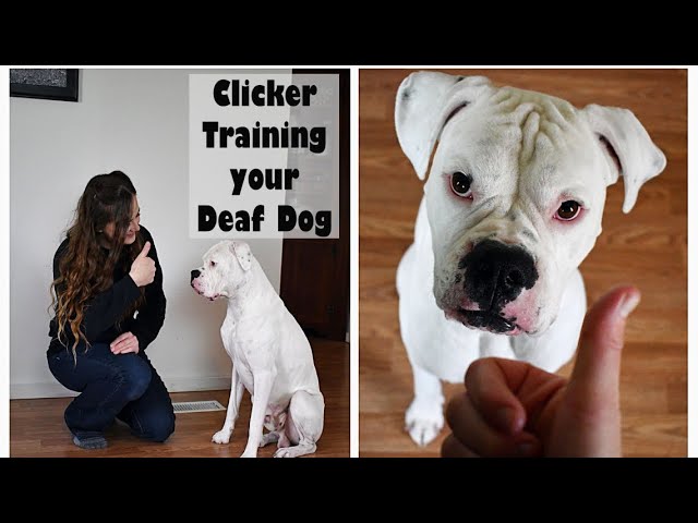 Crate Training Your Deaf Dog – Deaf Dogs Rock