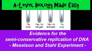 Meselson and Stahl Experiment semi-conservative DNA replication - A Level Biology Made Easy