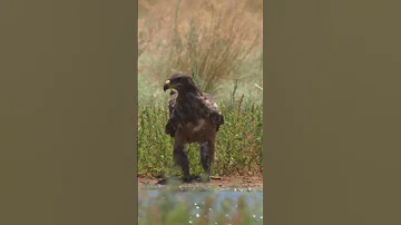 Степной орёл | Steppe eagle (Aquila nipalensis)