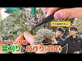 【お手入れ】ピラカンサの葉刈りと枝作り(剪定)