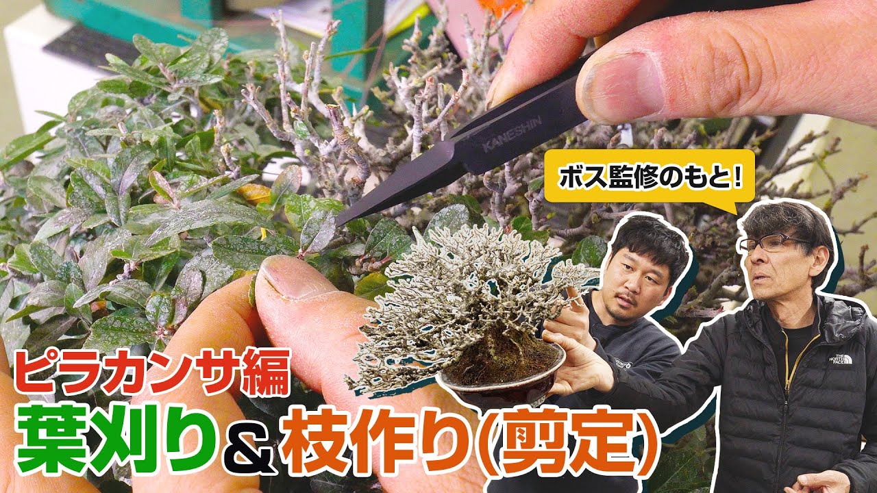 【お手入れ】ピラカンサの葉刈りと枝作り(剪定)