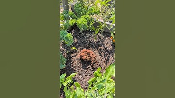 Plant & Grow Mushroom Fruiting Blocks | Garden Hacks!