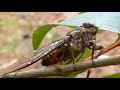 Suara Tonggeret Super Keras Untuk Masteran Burung Dan Untuk Nada Dering Omkicau(.mp3 .mp4) Mp3 - Mp4 Download
