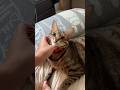 飼い主の鳴き真似にダマされる猫　#shorts