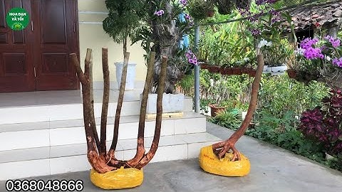 GL.Hoa sim rừng bệ đẹp.Hoa bạn và tôi