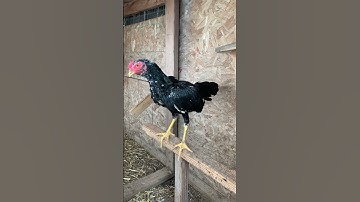 3 months old. Qaib Shey crowing. #bantams #chicken #bantamchicken #qaib #SheyF1project.