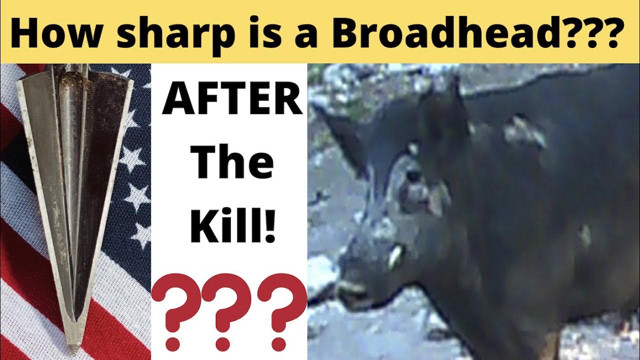 Broadhead Sharpness after a hunt YouTube