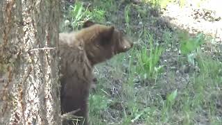 Cinnamon phase Black Bear